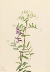 Amerikansk vicker (Vicia americana)