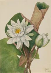 Amerikansk näckros (Castalia odorata)