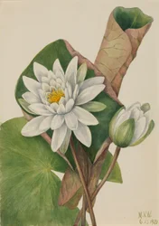 Amerikansk näckros Castalia odorata, 1920.