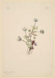 Anemone (Anemone drummondii)