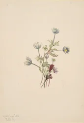 Anemone Anemone drummondii, 1907.