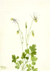 Aquilegia ecalcarata, 1935.