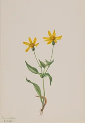 Arnica alpina, 1905.