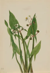 Arum pilspets (Sagittaria cuneata)