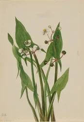 Arum Arrowhead Sagittaria cuneata, 1923.