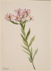 Aster Engelmann, 1904.