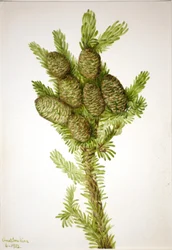 Balsamgran (Albies fraseri)