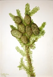 Balsamgran Albies fraseri, 1932.