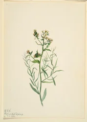 Bastardpaddflax (Comandra pallida)
