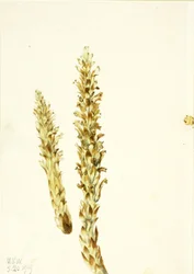 Björnmajs (Conopholis americana)