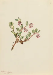 Björnbär (Arctostaphylos uva-ursi)