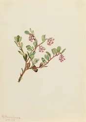 Björnbär Arctostaphylos uva-ursi, 1916.