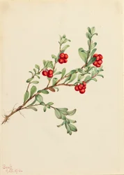 Björnbär Arctostaphylos uva-ursi, 1916.