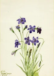 Bellflower Campanula, 1935.