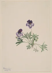 Fågelfot viol (Viola pedata)