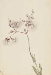 Blåsippa (Silene latifolia)