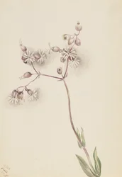 Blås Campion Silene latifolia, 1900.