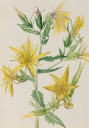 Blivande stjärna Mentzelia laevicaulis, ca. 1930-talet.