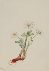 Blodrot (Sanguinaria canadensis)