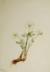 Bloodroot Sanguinaria canadensis, 1917.