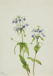 Blåögd jungfru Marie nyckelpiga (Collinsia verna)