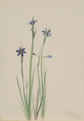 Blåögd gräs (Sisyrinchium angustifolium)