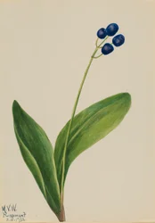 Blå pärla (Clintonia borealis)
