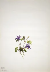 Blå akleja (Aquilegia saximontana)