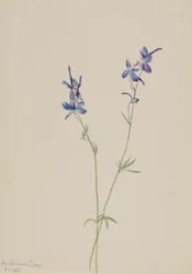 Blå lärkspirea (Delphinium nuttallianum)