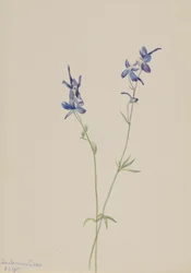 Blå lärksporre Delphinium nuttallianum, 1905.