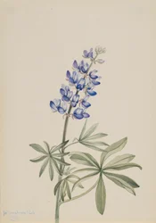 Blå Lupin Lupinus argenteus, 1915.