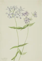 Blå flox (Phlox divaricata)