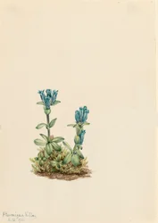 Blågrön Gentiana Gentiana glauca, 1916.