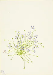 Blåsippor (Houstonia serpyllifolia)
