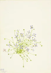 Bluets Houstonia serpyllifolia, 1934.