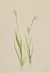 Myrasfodel, Tofieldia intermedia, 1920.