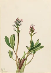 Bogböna (Menyanthes trifoliata)