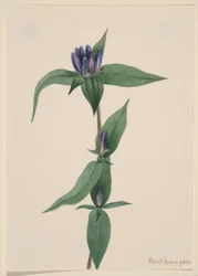 Flaskgentiana (Gentiana saponaria)