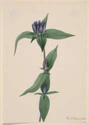 Flaskgentiana Gentiana saponaria, 1905.