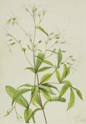 Bowmansroot Porteranthus trifoliatus, 1919.