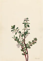 Huckleberry (Gaylussacia brachycera)