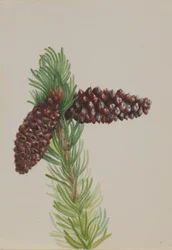 Bristle-Cone tall (Pinus aristata)