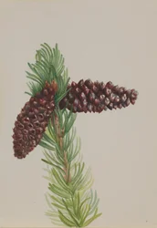 Borstkott tall Pinus aristata, ca. 1930-talet.