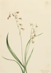 Bronzebells of Western Stenanthium, 1906.