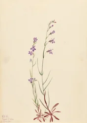 Bäcklobelia (Lobelia kalmii)
