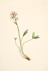 Buckbean Menyanthes trifoliata, ca. 1900-1920.