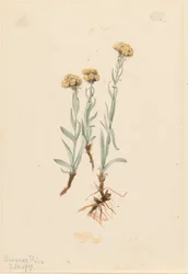 Gulbruna kattassar (Antennaria luzuloides)