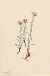 Gulbrun kattfot Antennaria luzuloides, 1917