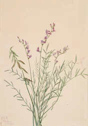 Burgess Milkvetch Astragalus bourgovii, 1922.