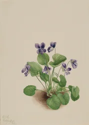 Fjärilsviol Viola papilionacea, 1923.